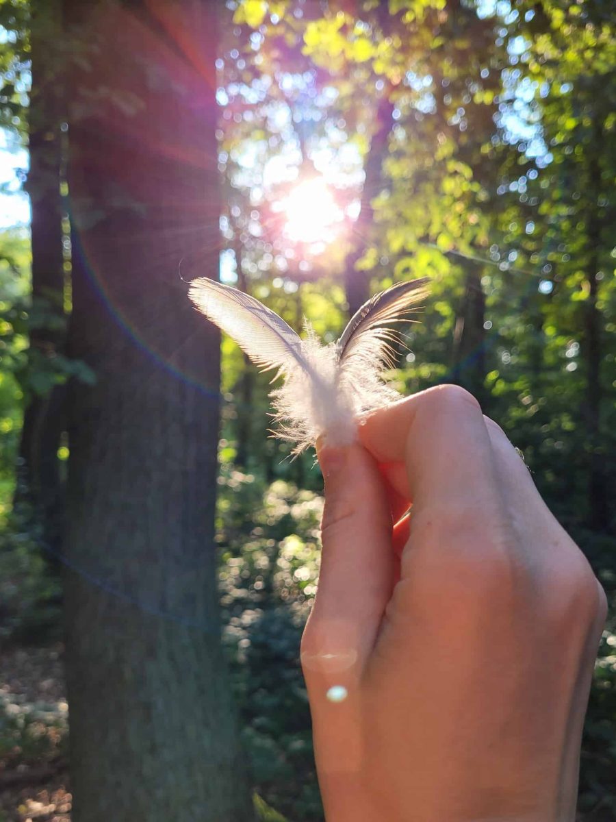 Hand hält zwei Federn ins Sonnenlicht im Wald