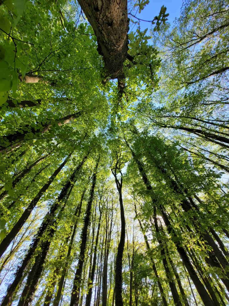 Baumkronen im Wald